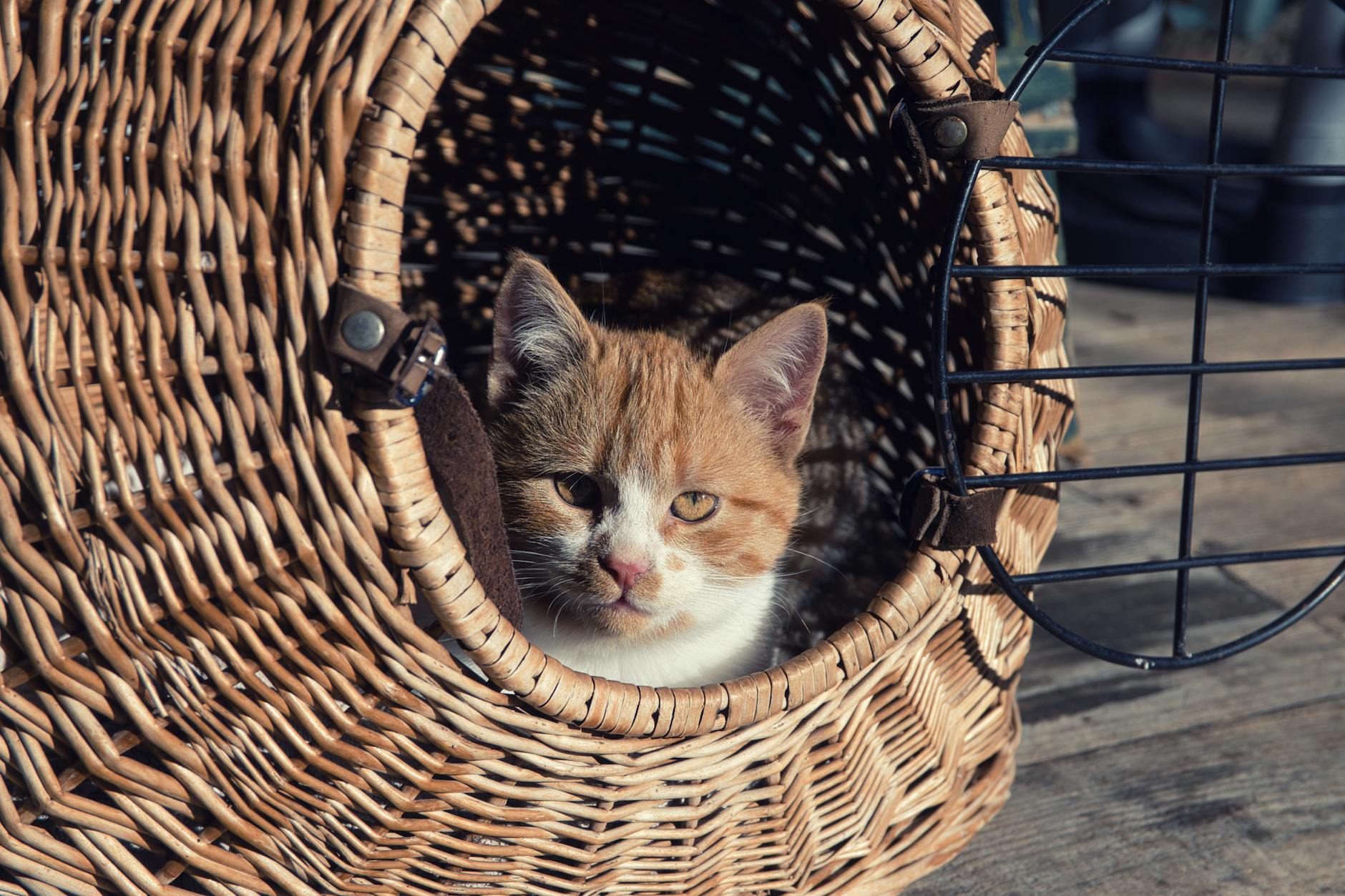 Rudy i biały kociak leży w wiklinowym koszu w ciepłym świetle popołudnia
