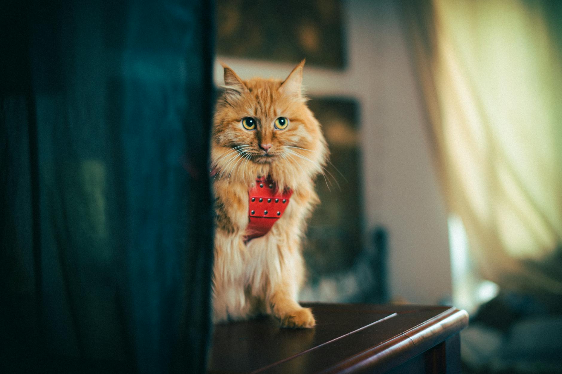 Rudy kot w czerwonych szelkach siedzi na drewnianej powierzchni