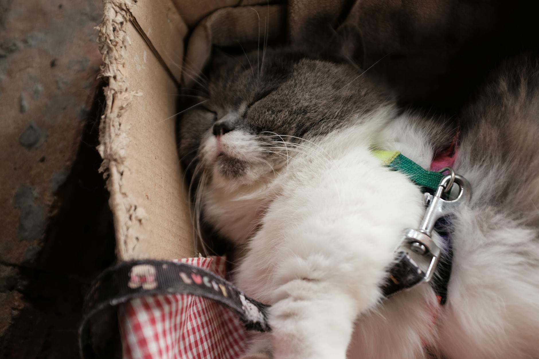 Szaro-biały kot w szelkach śpiący w kartonowym pudełku