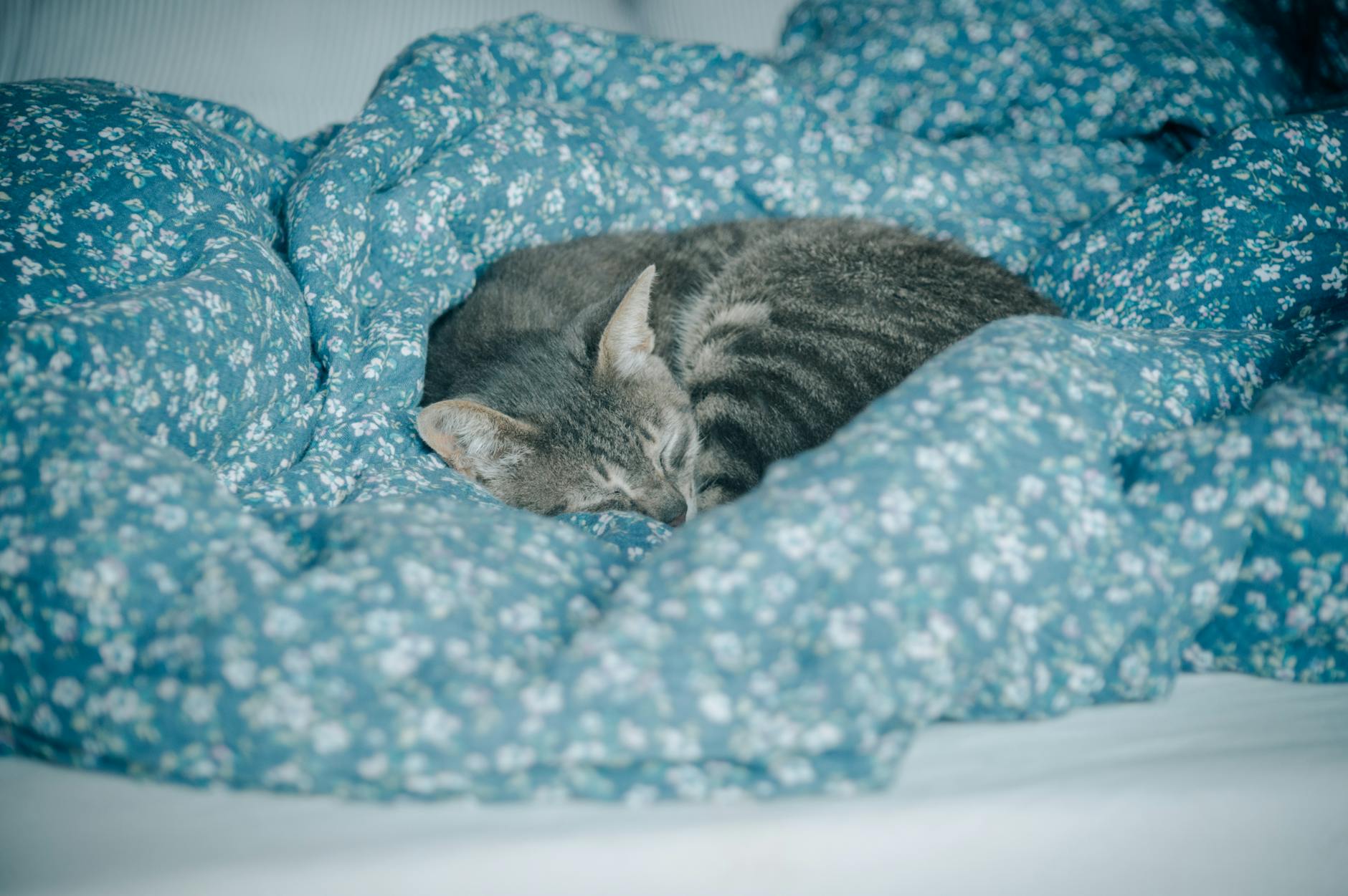 Szary pręgowany kot śpi na niebieskim legowisku w kwiatowy wzór