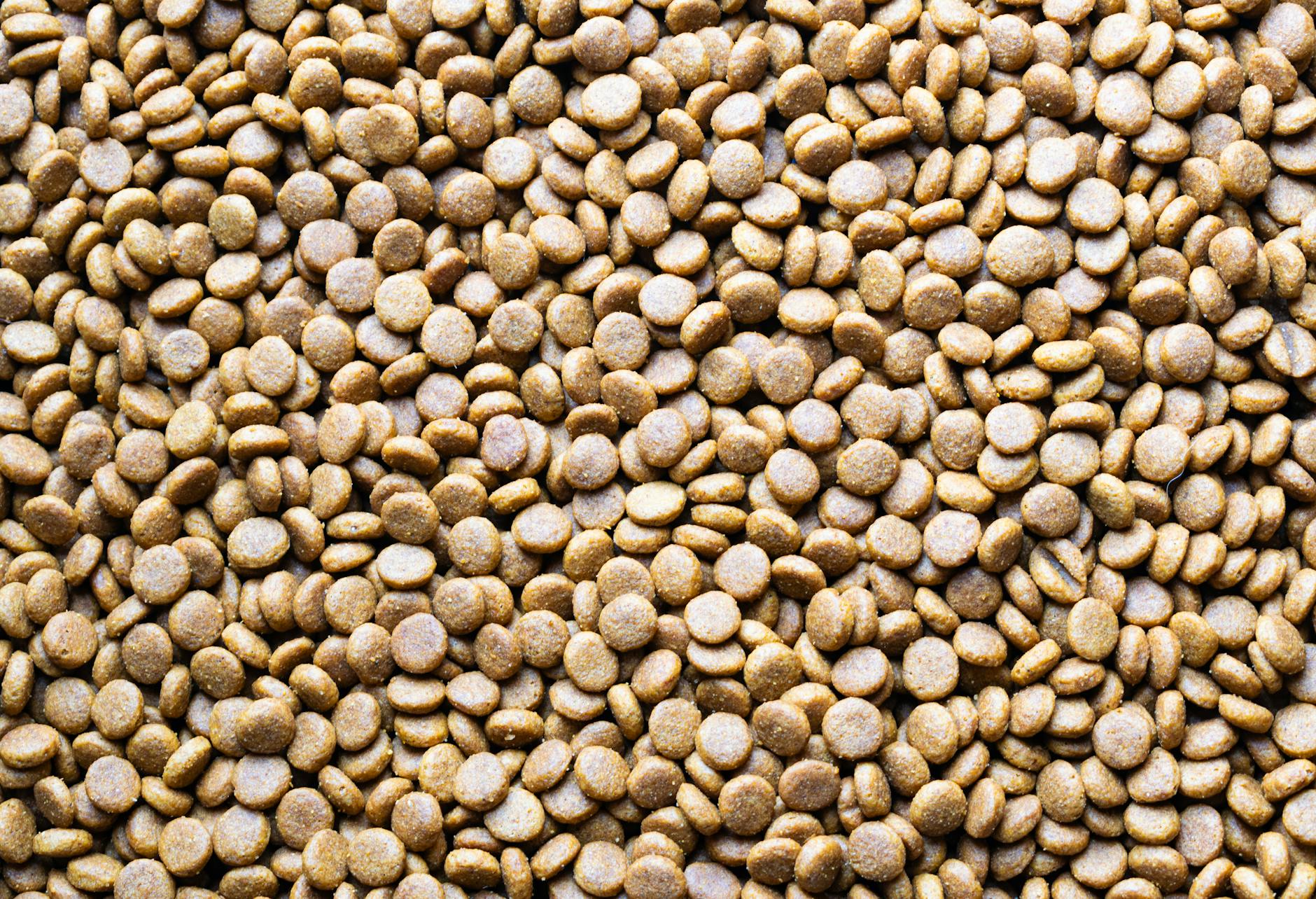 Zbliżenie rozsypanych granulek suchej karmy dla dużego psa