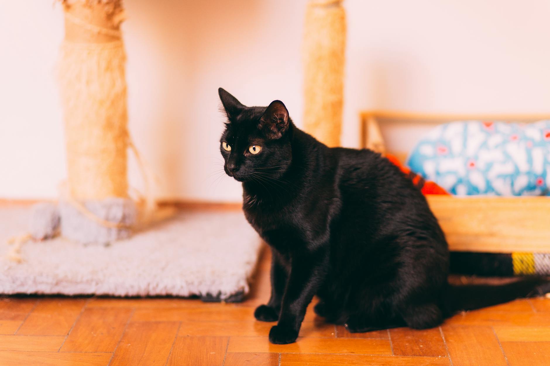 Czarny kot siedzi w mieszkaniu, w tle niski drapak dla kota