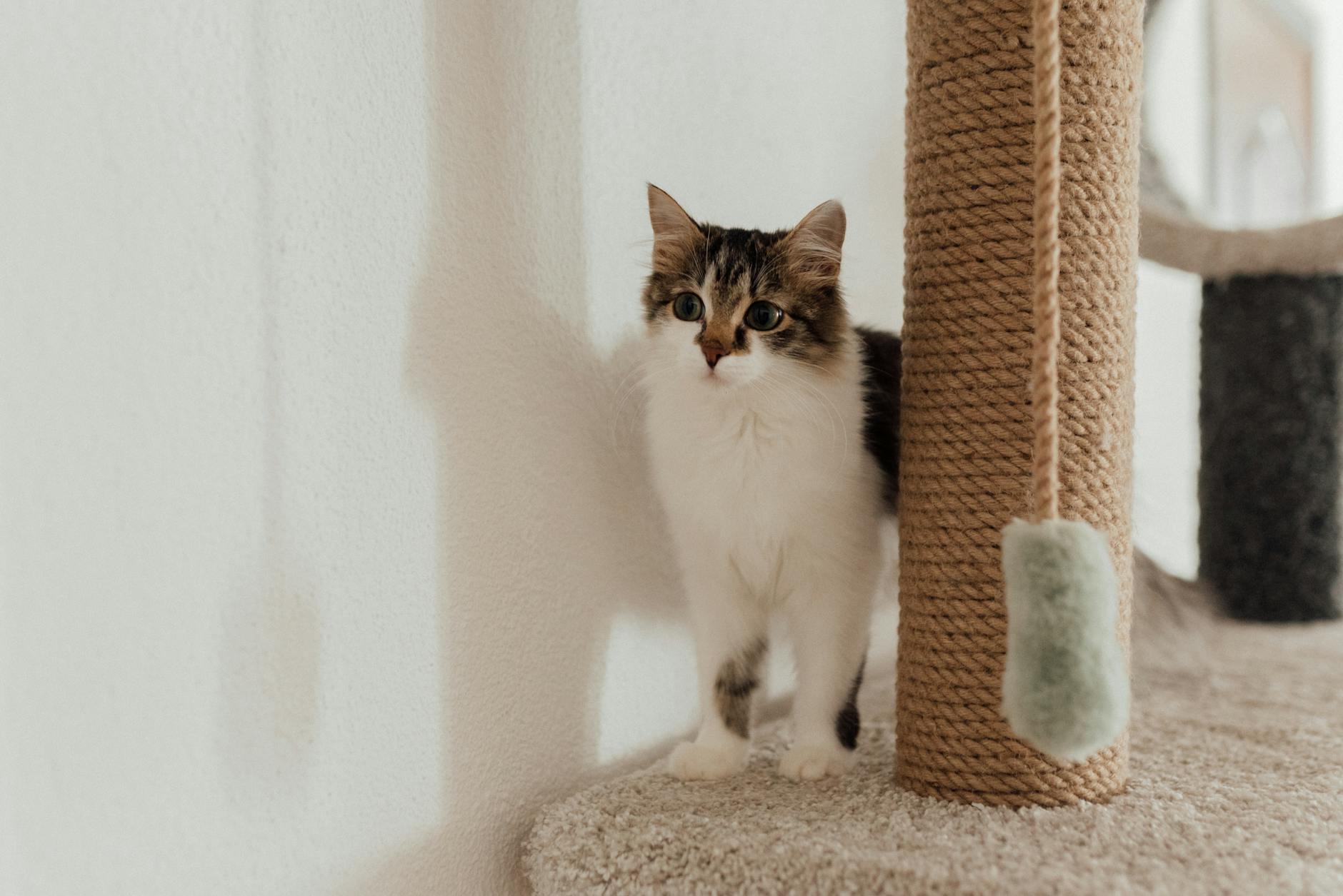 Kot domowy przy słupkowym drapaku w małym, przytulnym mieszkaniu