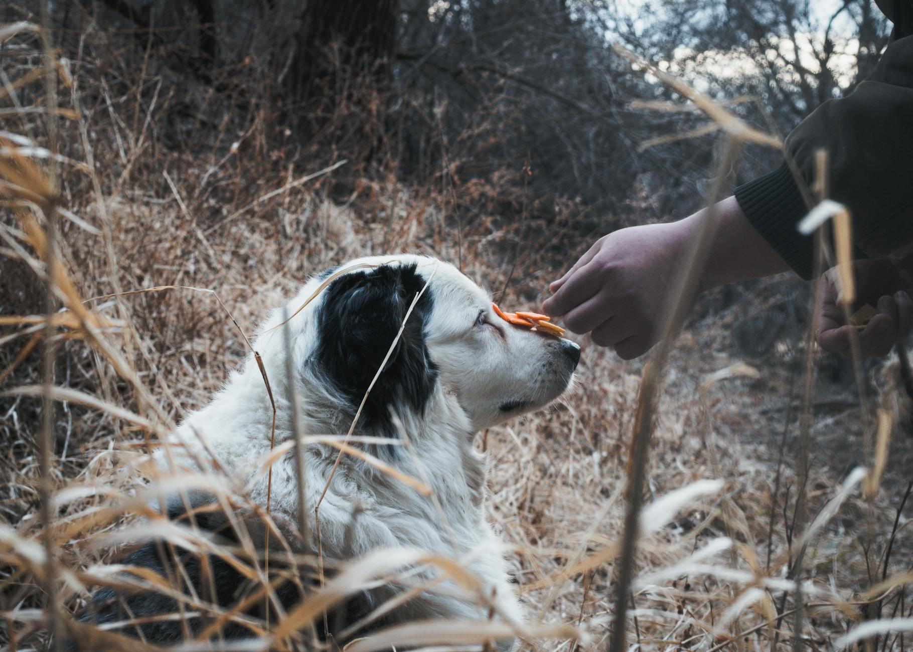 Pies na dworze z przysmakiem treningowym zrównoważonym na nosie
