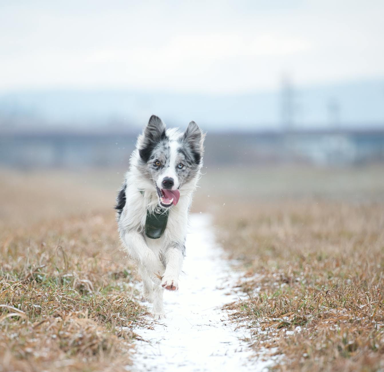 Border collie biegnący z energią po zimowym polu