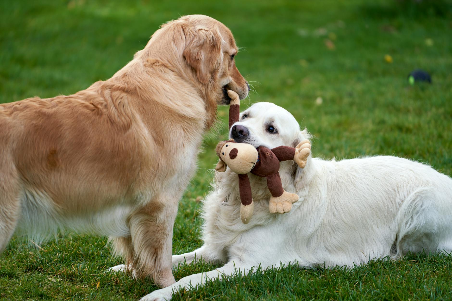 Dwa golden retrievery bawią się pluszową zabawką na trawie