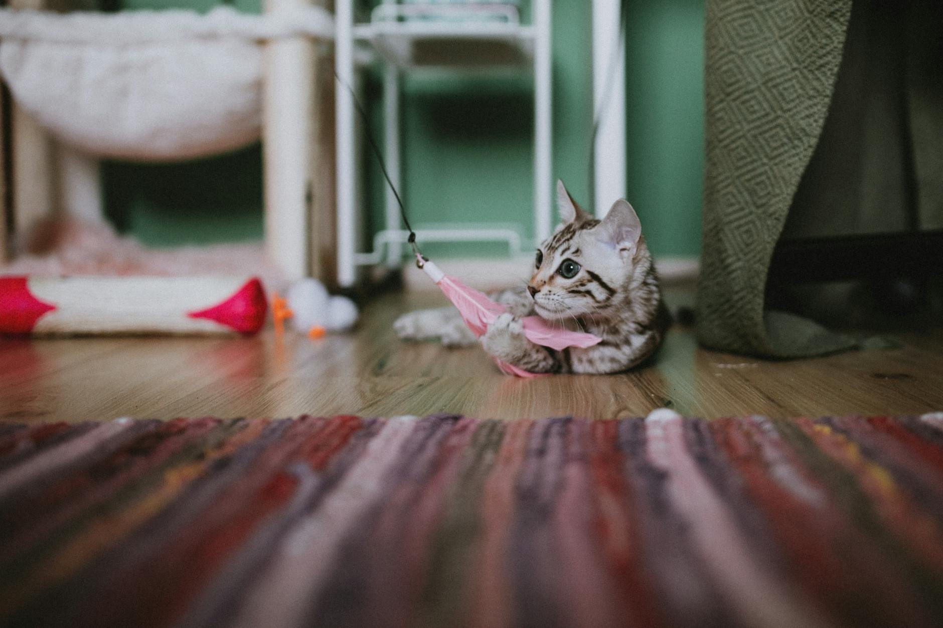 Kocię bengalskie bawi się różowym piórkiem na kolorowym dywanie