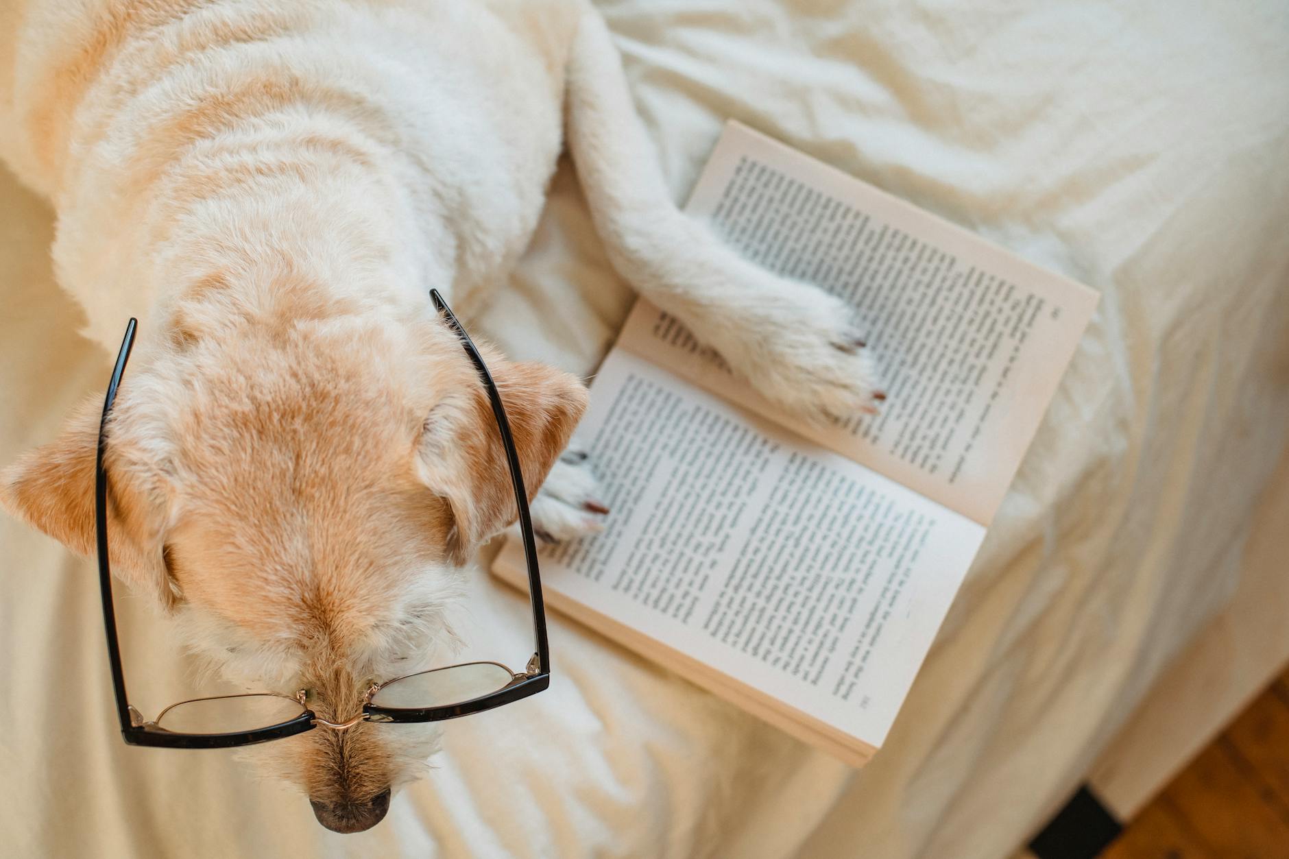 Labrador w okularach leży na łóżku i jakby czytał otwartą książkę