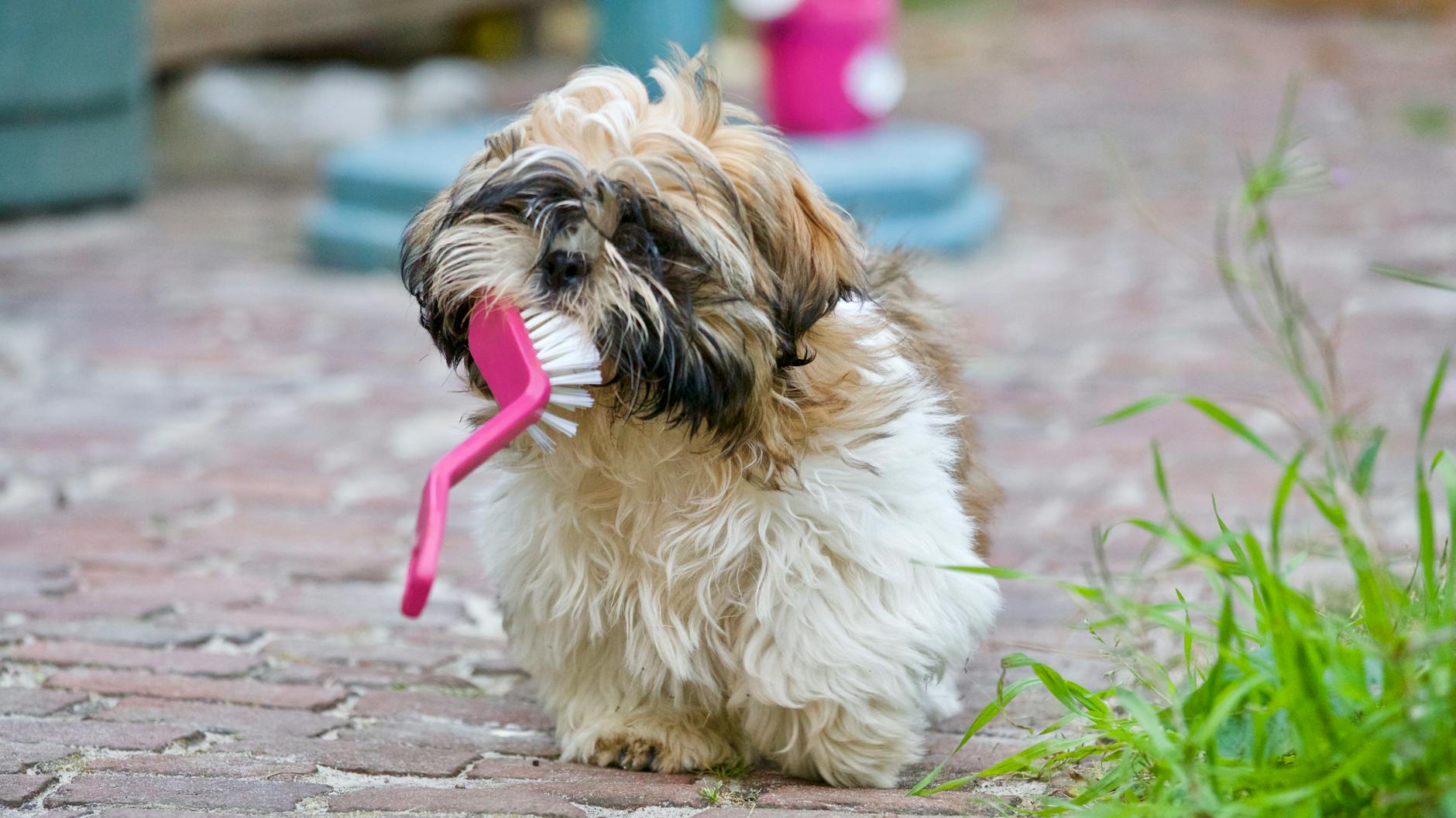 Szczeniak shih tzu bawi się szczoteczką do zębów w słoneczny dzień