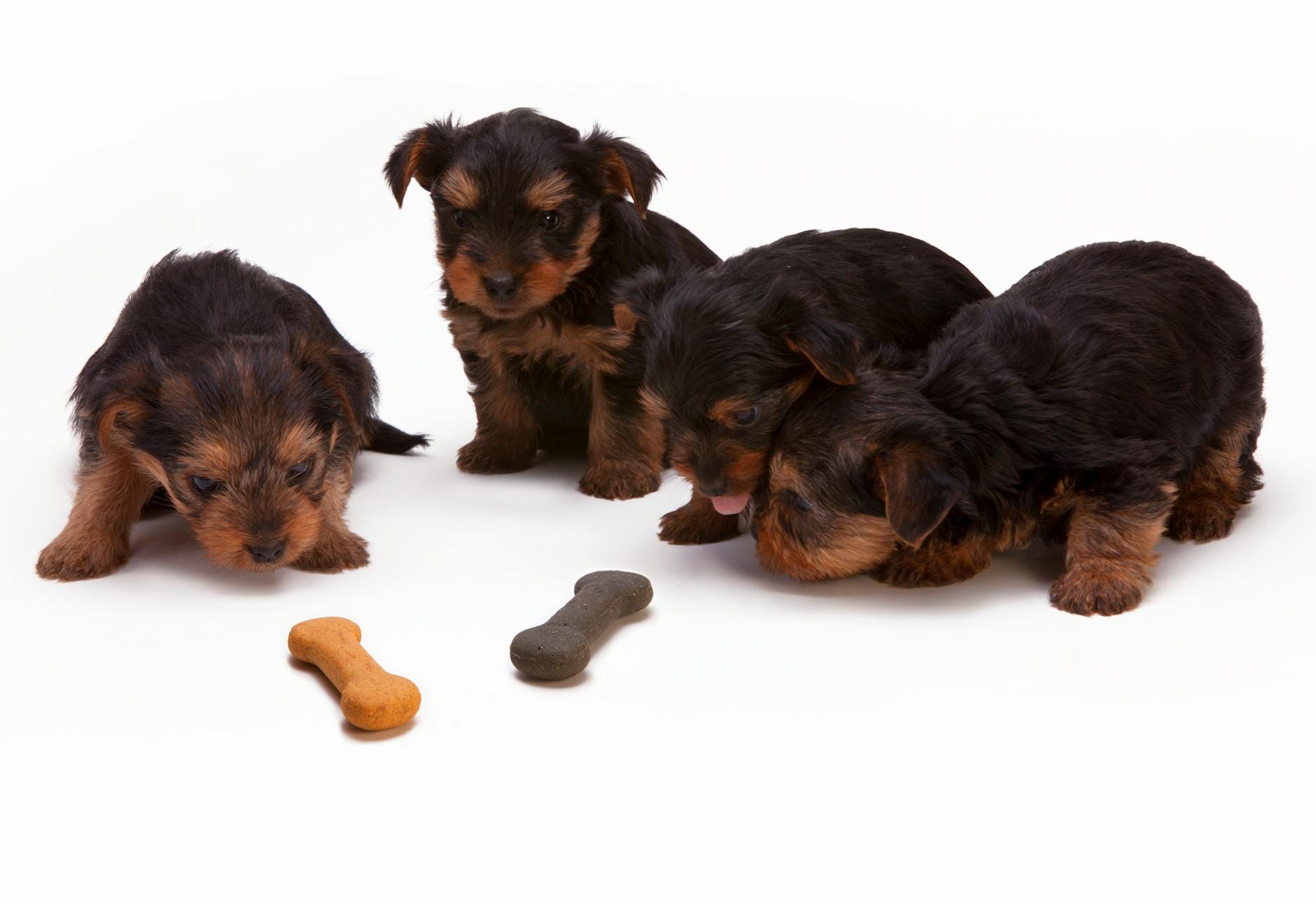 Szczeniaki yorkshire terrier bawią się kostkami przysmaków na podłodze