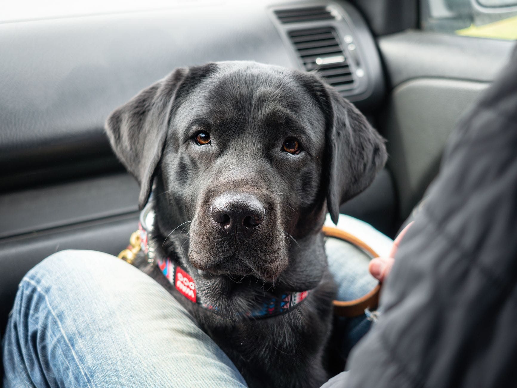 Czarny labrador siedzi w samochodzie i patrzy przed siebie