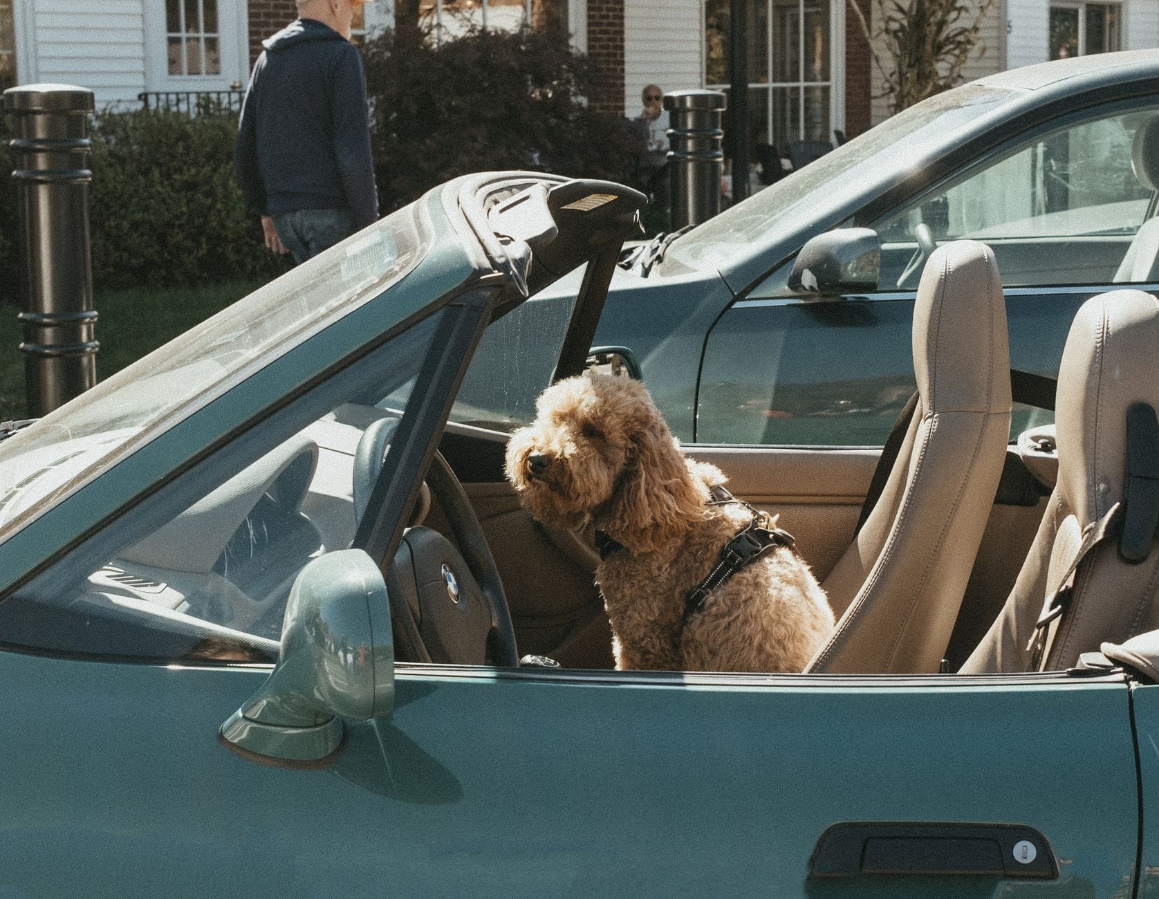 Pies golden doodle siedzi w kabriolecie podczas słonecznego dnia