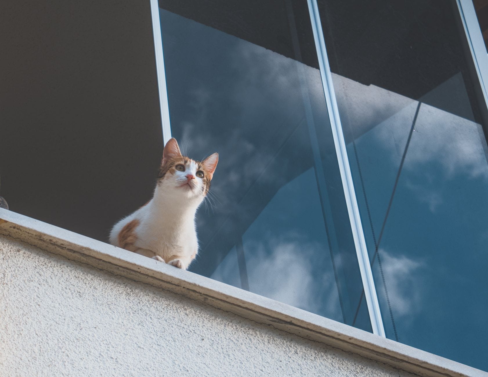 Pręgowany kot siedzi na krawędzi balkonu przy szklanej balustradzie