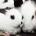 Ile kosztuje utrzymanie królika? Realny budżet na karmę, ściółkę i akcesoria Białe króliki z czarnymi łatami przytulone w przytulnym otoczeniu